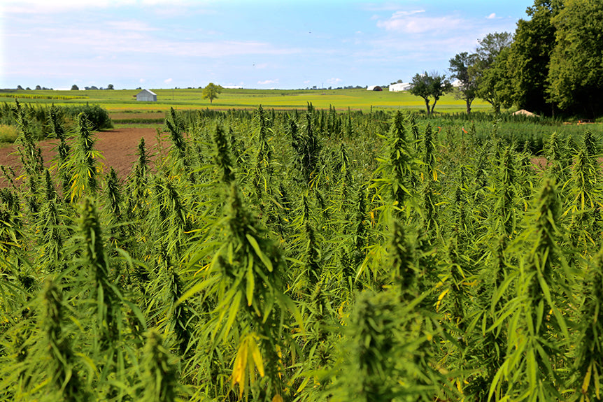 Local Hemp Foods Cook-Off