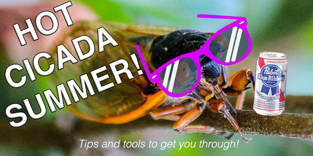 17 Ways to Enjoy The 17-Year Cicadas