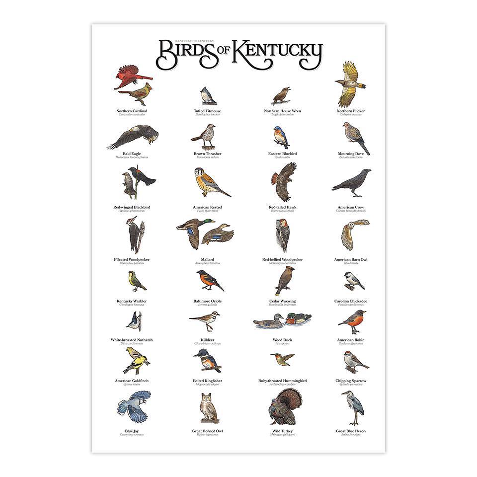 Birds of Kentucky Print