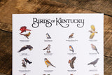 Birds of Kentucky Print