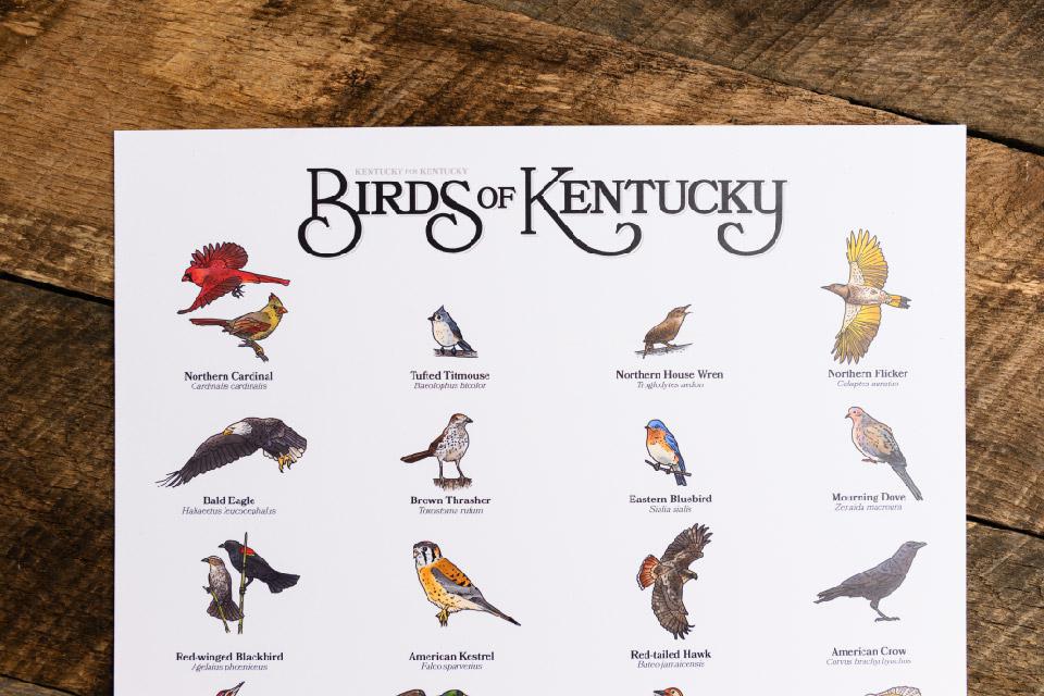 Birds of Kentucky Print