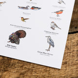 Birds of Kentucky Print