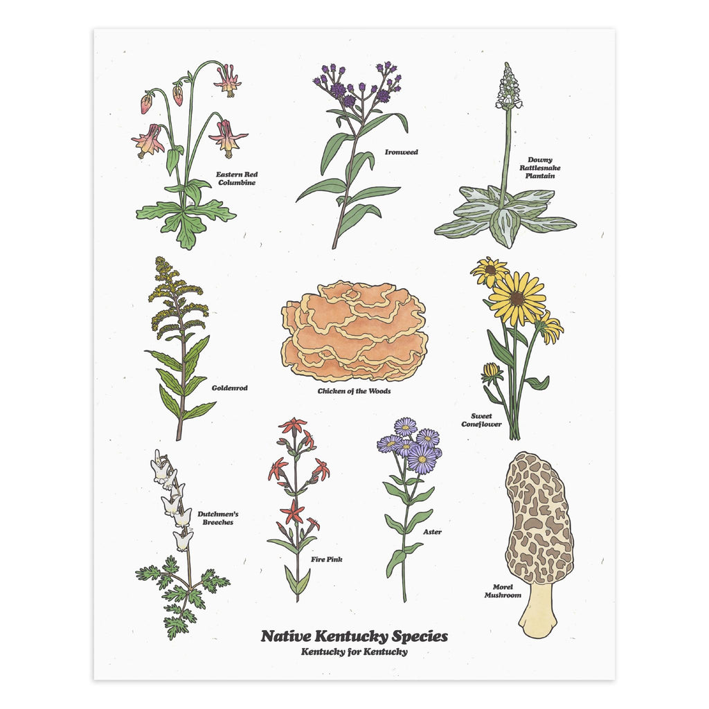Kentucky Flora Print (White)-Prints-KY for KY Store