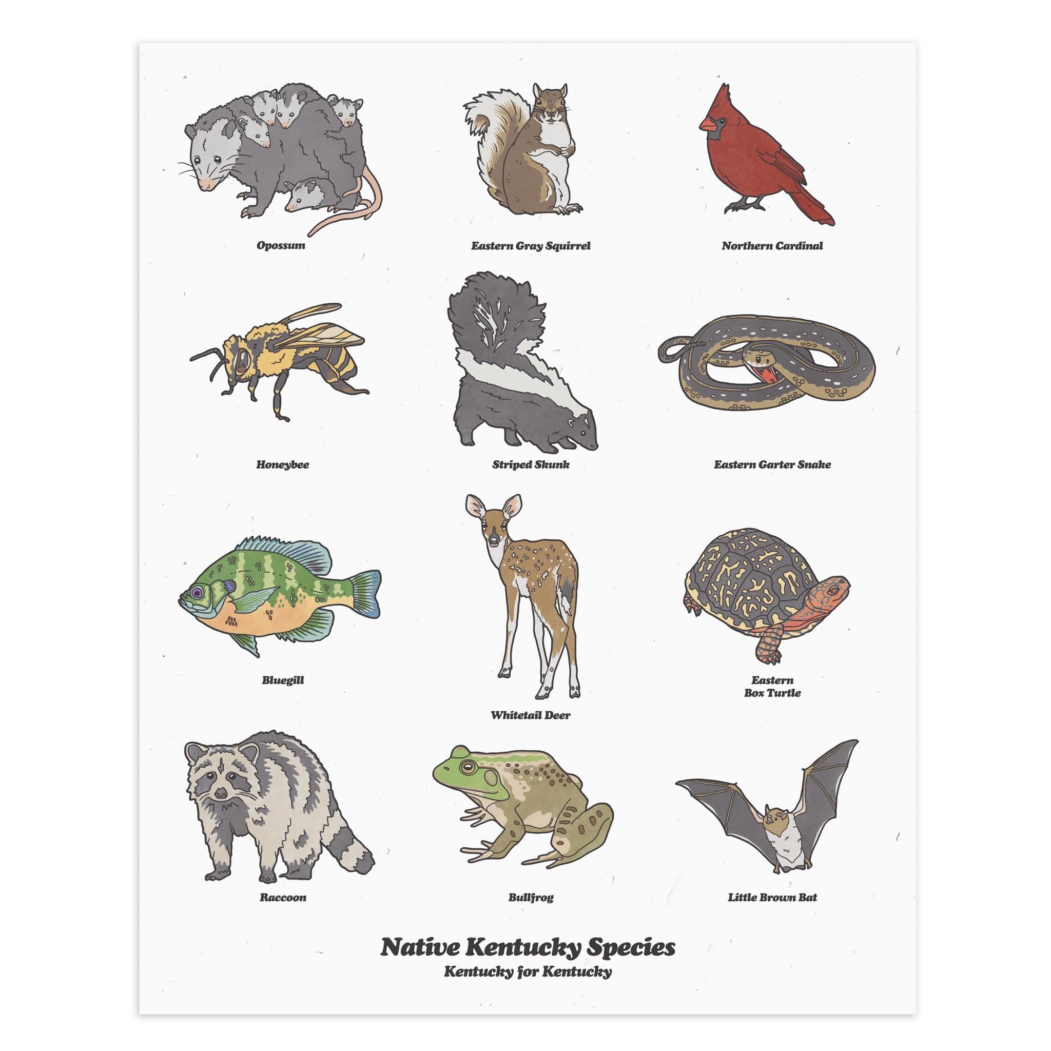 Kentucky Wildlife Print-Prints-KY for KY Store
