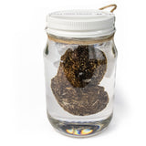 Preserved Ky Derby Horse Turd-Odds and Ends-KY for KY Store